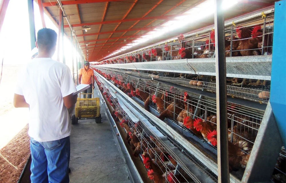 Athon Farm Suite — Gestión de granja de gallinas ponedoras con postura, muda y calendario vacunal
